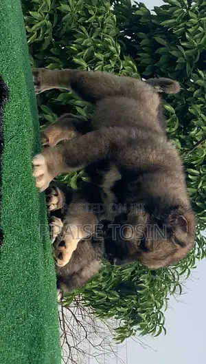 1-3 months Male Purebred Caucasian Shepherd
