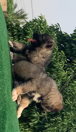 1-3 months Female Purebred Caucasian Shepherd