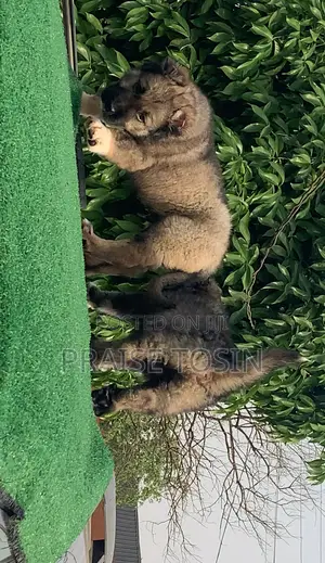 1-3 months Male Purebred Caucasian Shepherd