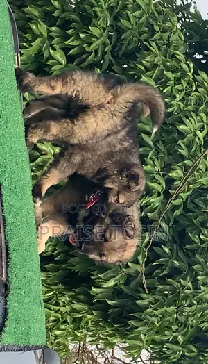 1-3 months Male Purebred Caucasian Shepherd