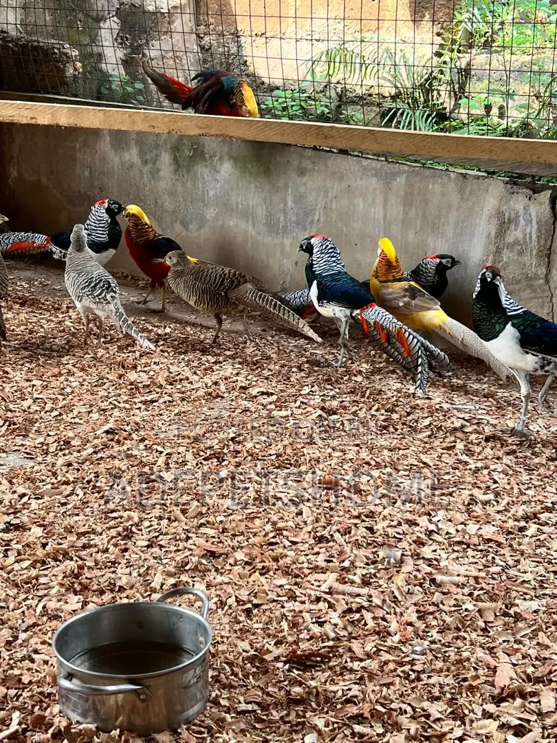 Beautiful Pheasants