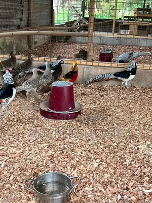 Beautiful Pheasants