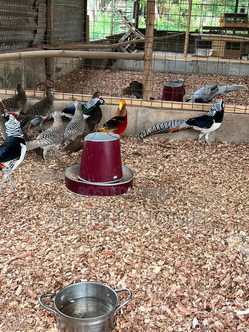Beautiful Pheasants