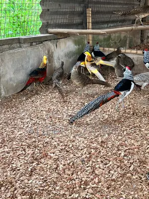 Beautiful Pheasants