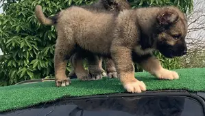 1-3 months Female Purebred Caucasian Shepherd