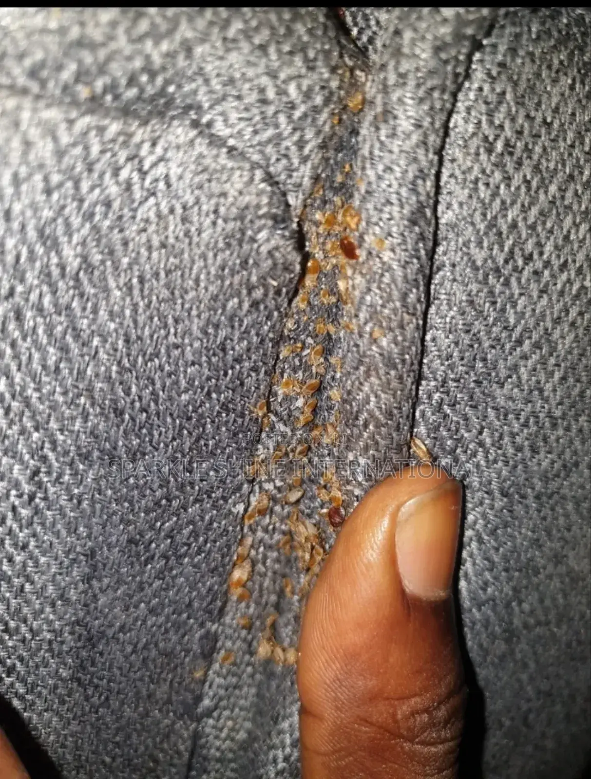 House Cleaning And Fumigation