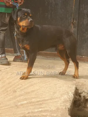 6-12 months Male Purebred Rottweiler