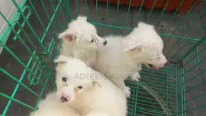 1-3 months Female Purebred American Eskimo