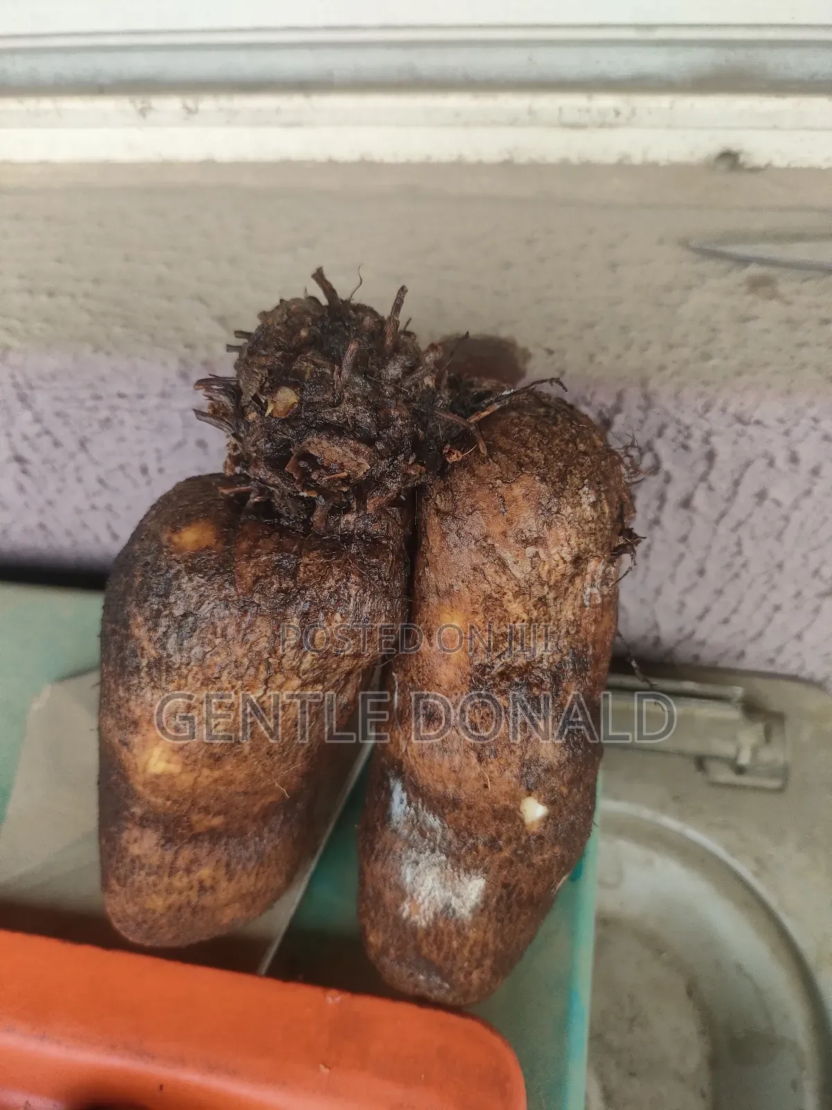 Treated Seed Yams