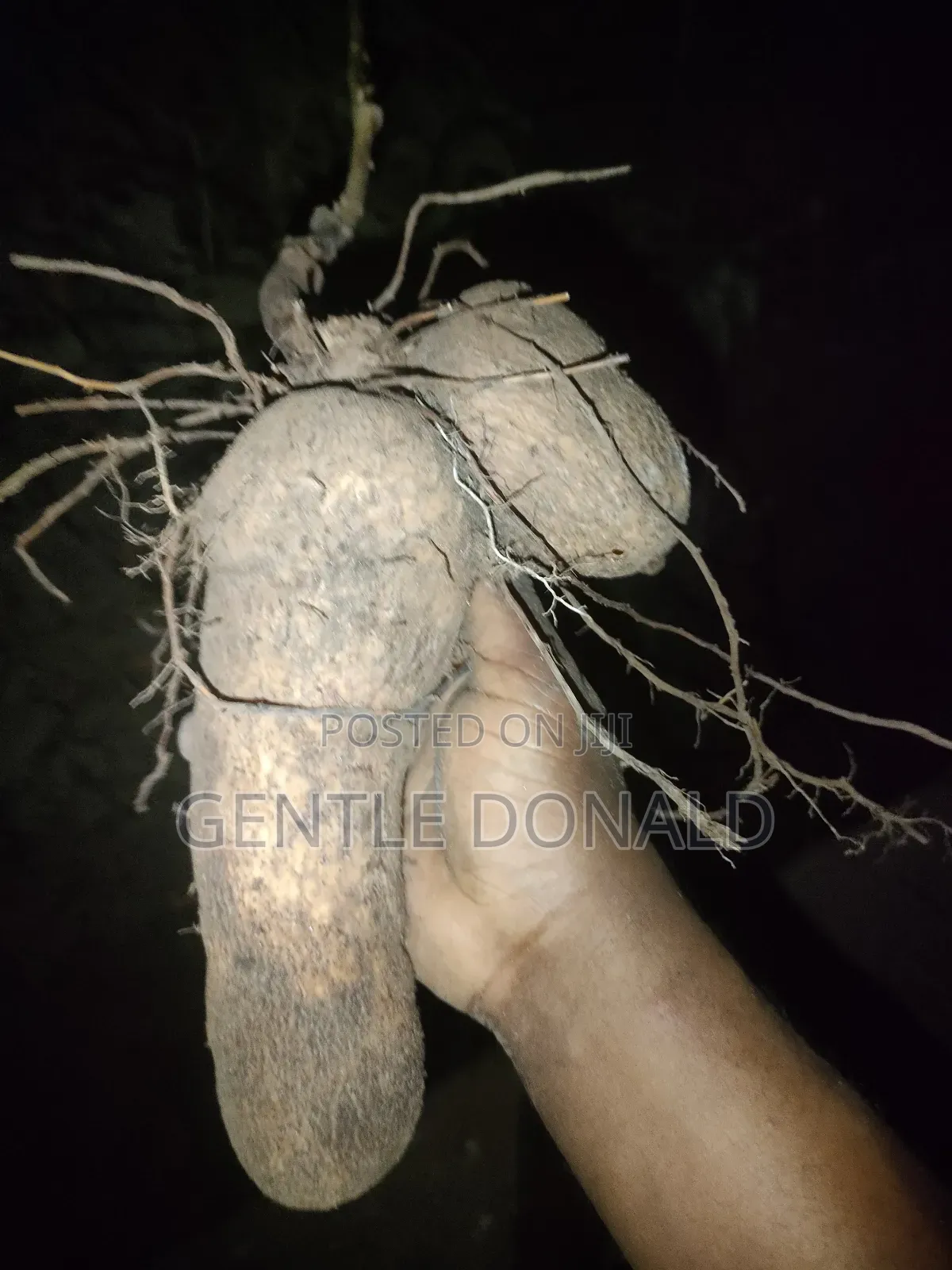 Treated Seed Yams