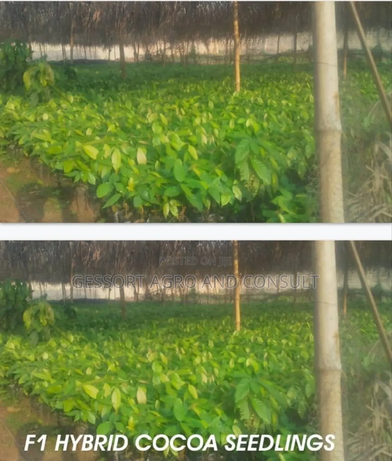 Cocoa Seedlings Tc Series