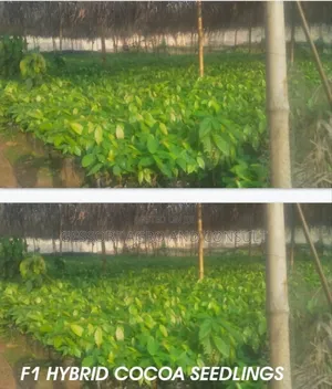 Cocoa Seedlings Tc Series