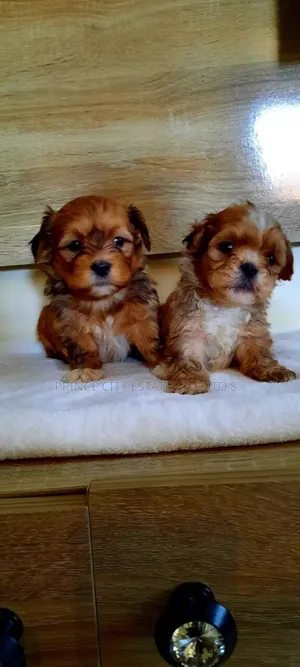 1-3 months Female Purebred Lhasa Apso