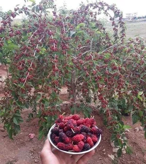 Grafted Mulberry Fruit Seedlings