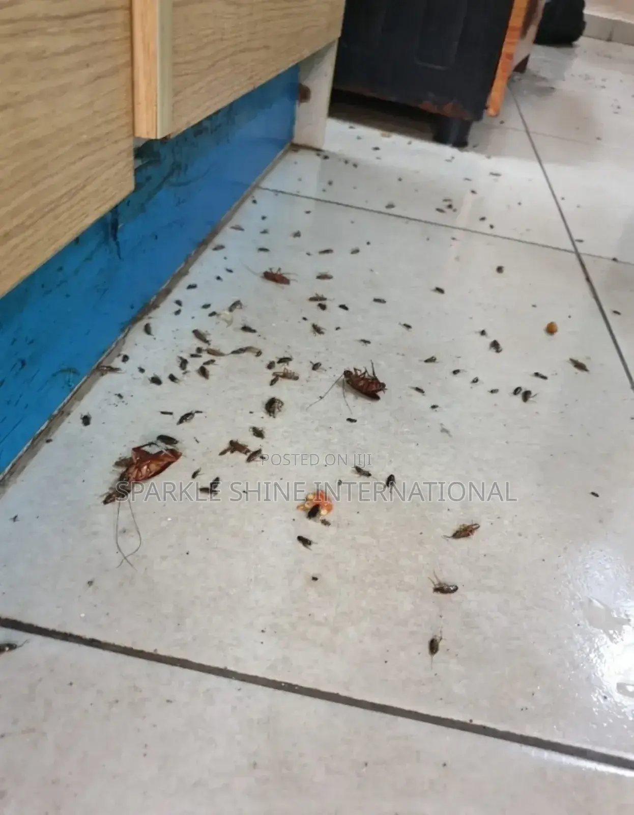 House Cleaning And Fumigation