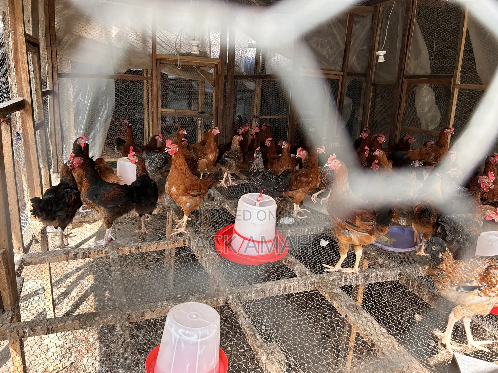 Broiler and Noiler Chicken