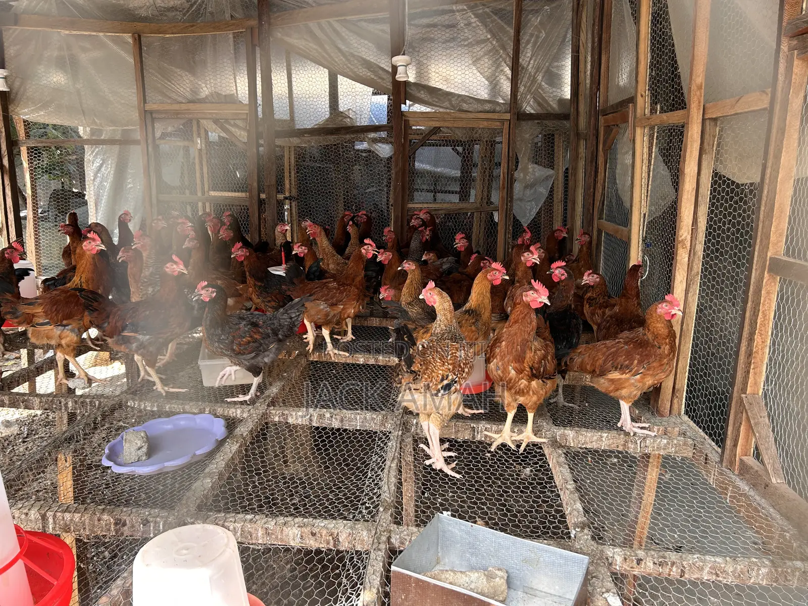 Broiler and Noiler Chicken