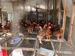 Broiler and Noiler Chicken
