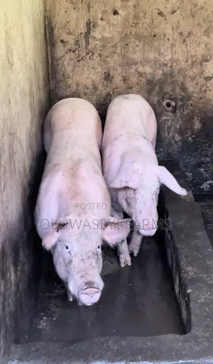 Hybrid Animal
