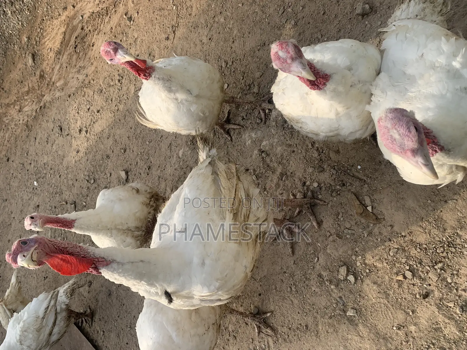 Live Foreign Turkey