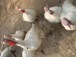 Live Foreign Turkey