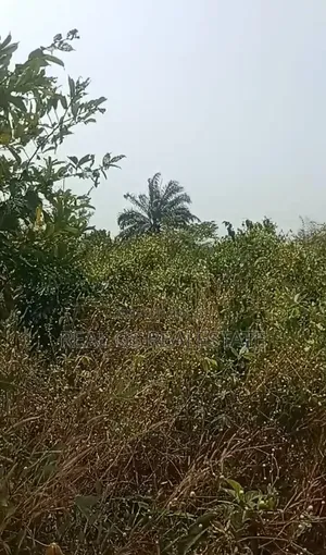 50 Plot of 100 by 100 Farm Land for Sale in Issele Uku Farmland