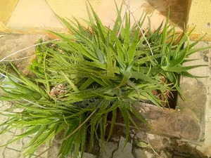 Aloe Vera Plant