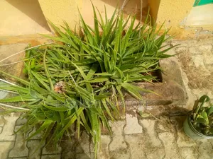 Aloe Vera Plant