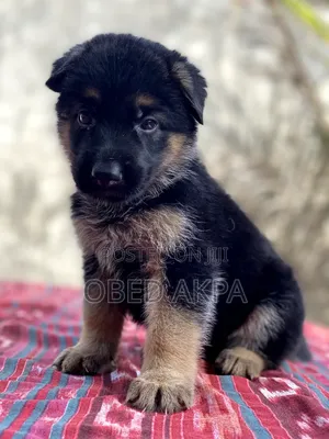 1-3 months Female Purebred German Shepherd
