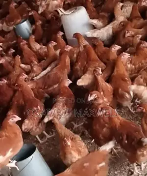 Large Qty of 12 to 16 Weeks Point of Lay/Pullets; For Daily Egg Prodn