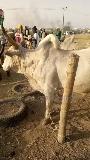 Photo - Great Big Cow