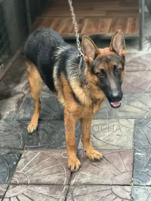 3-6 months Male Purebred German Shepherd