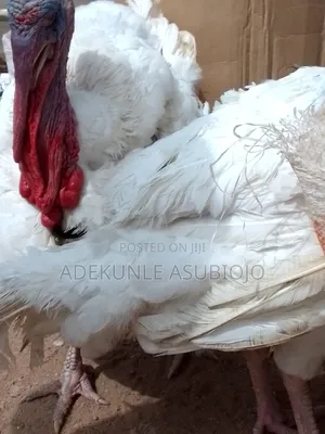 Mature Foreign Turkey