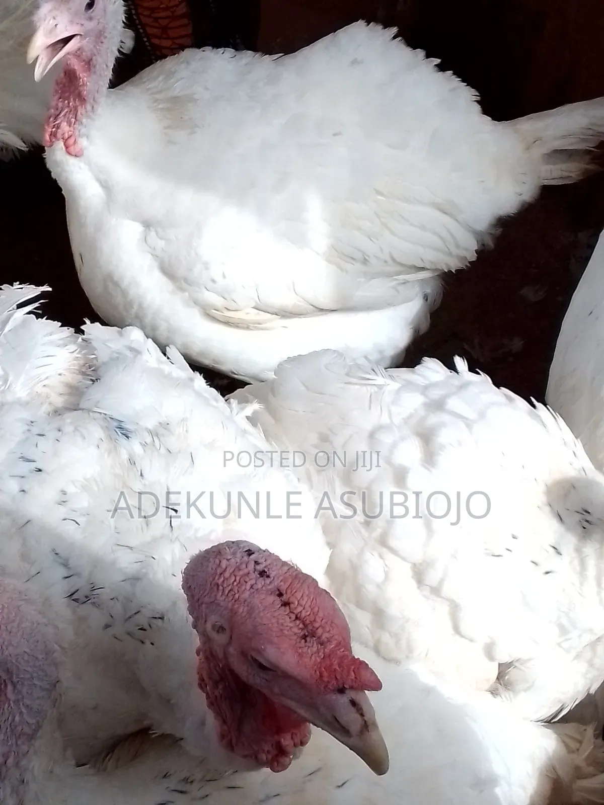 Mature Turkey