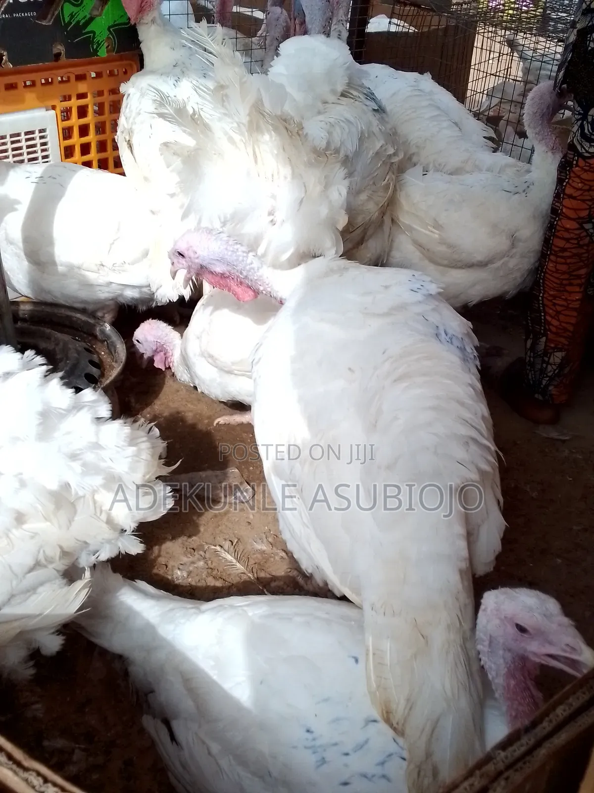 Mature Turkey