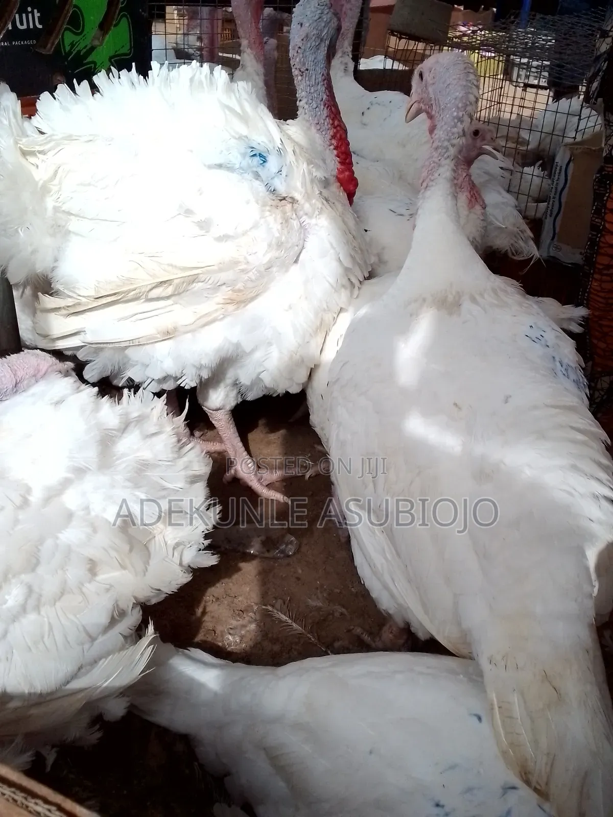 Mature Turkey