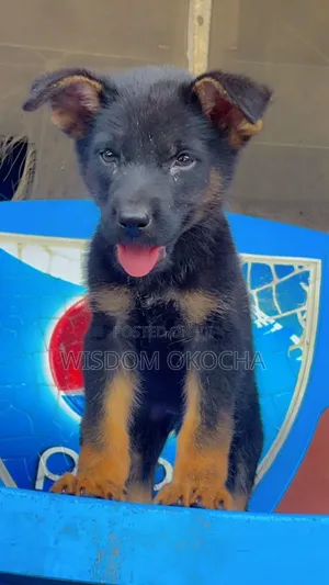 1-3 months Male Purebred German Shepherd