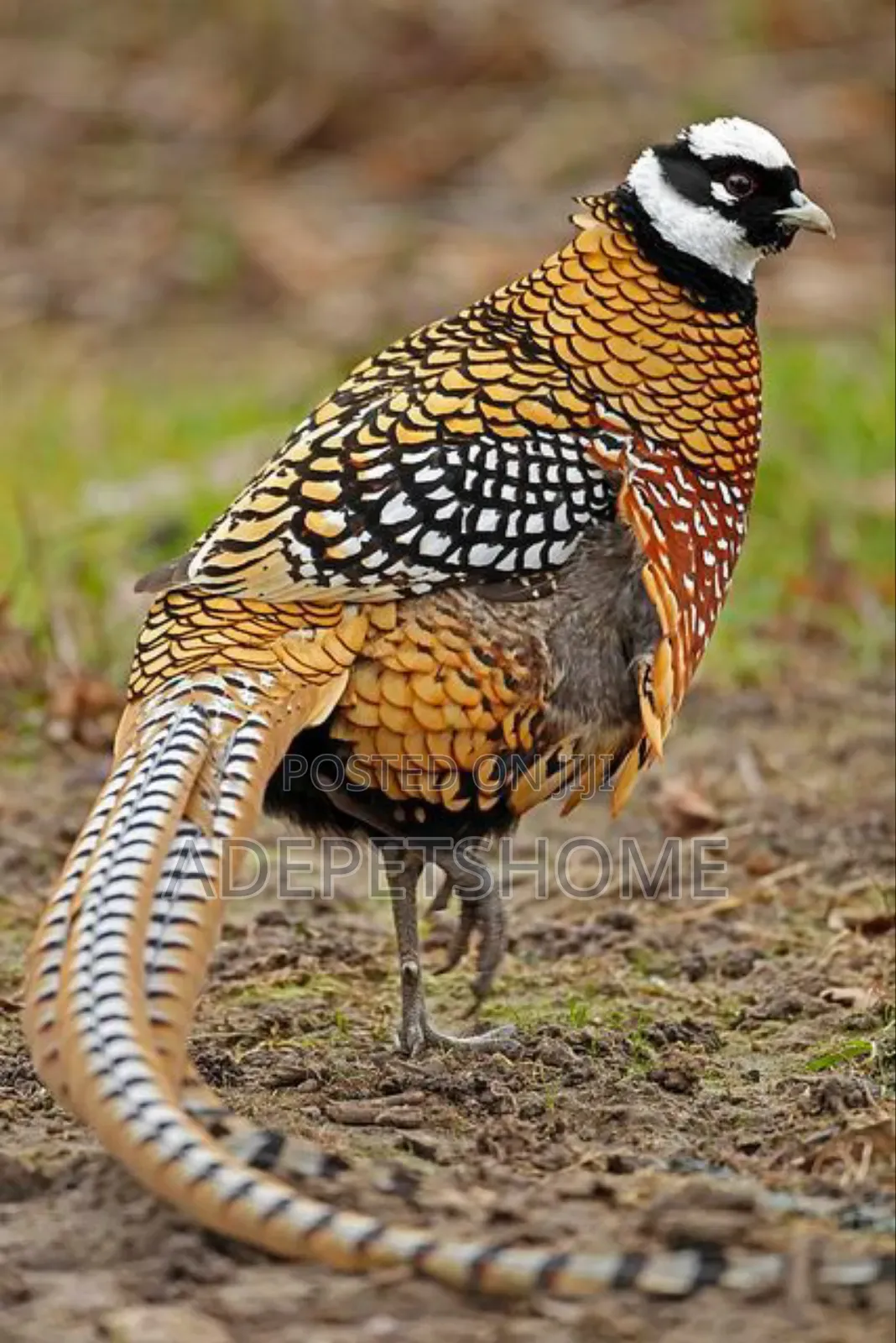 Beautiful Pheasants