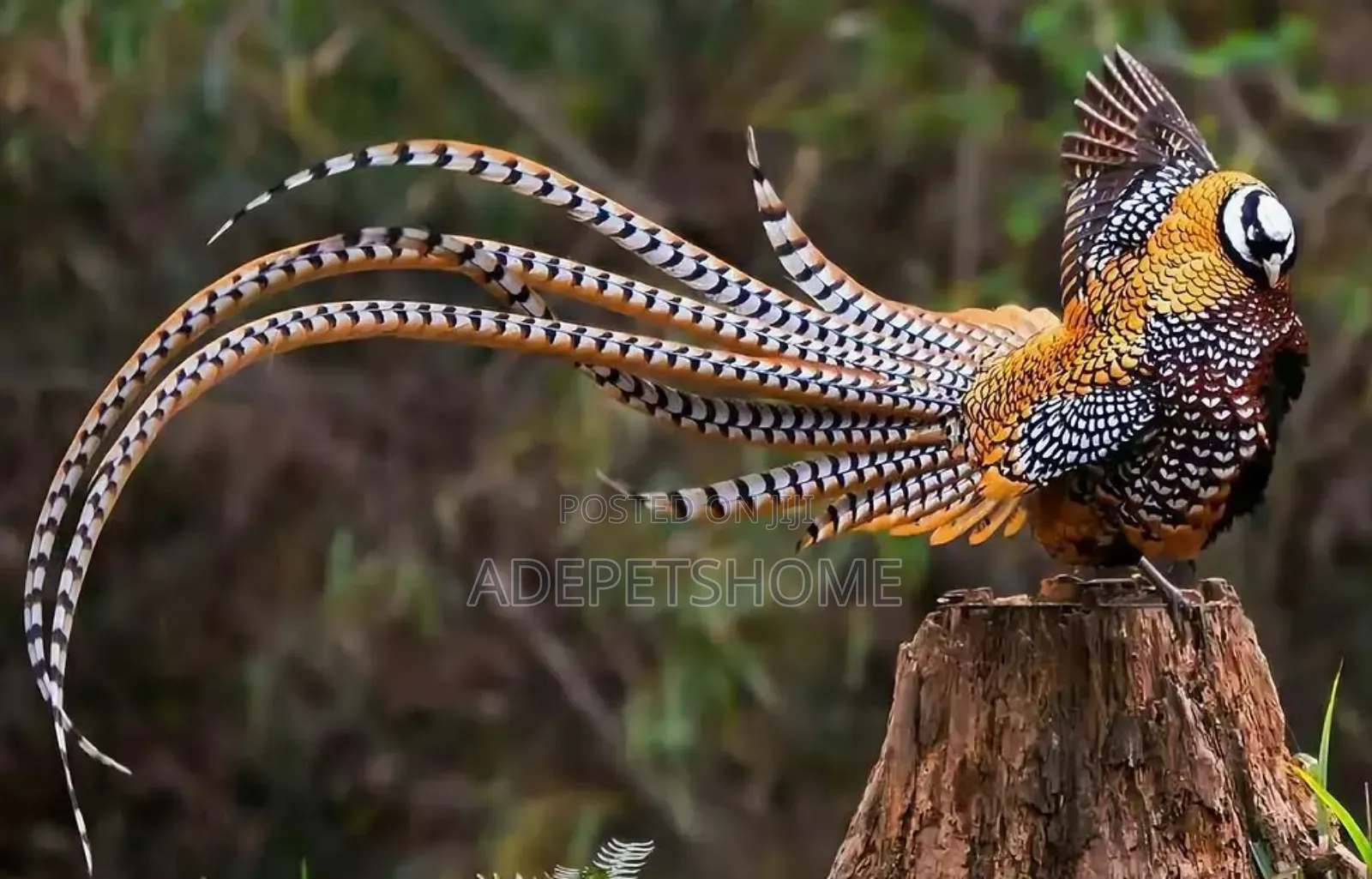 Beautiful Pheasants