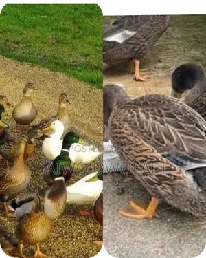 Khaki Campbell Duckling