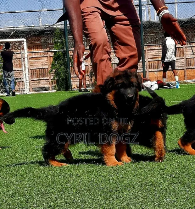 1-3 months Female Purebred German Shepherd in Jos Dogs Puppies
