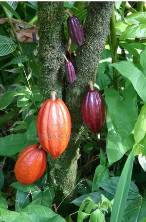 Dried Cocoa Seed