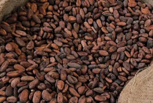 Dried Cocoa Seed