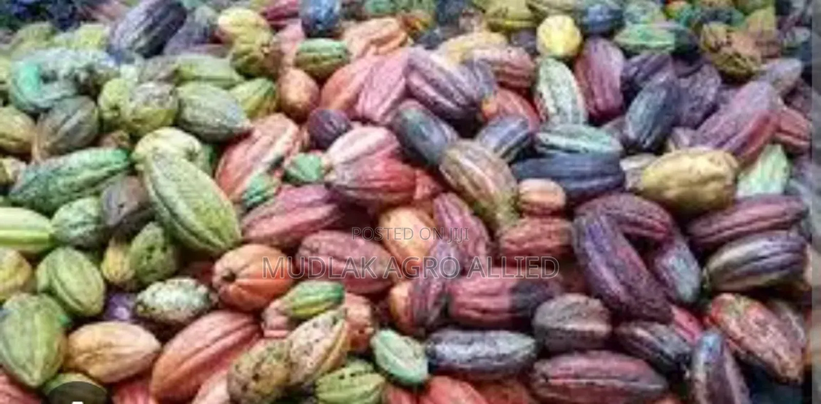 Dried Cocoa Seed