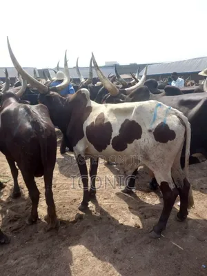Photo - Huge Fully Grown Cow
