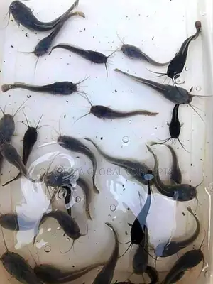 Juvenile Catfish Seeds (1000 Pcs)