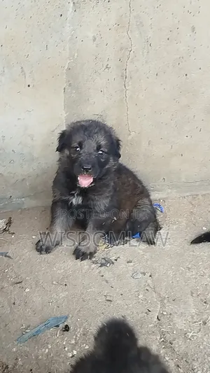 1-3 months Male Purebred German Shepherd