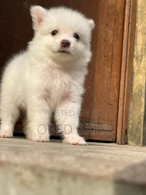 1-3 months Female Purebred American Eskimo
