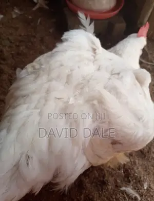 Chickens 4.5 KG Agric Largest Size