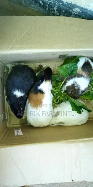 Healthy And Beautiful Guinea Pigs Grass Cutter For Sale